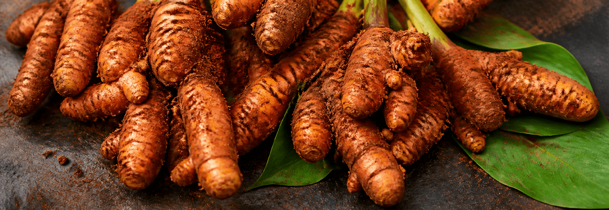 Fresh Kandhamal turmeric rhizomes dusted with Odisha soil